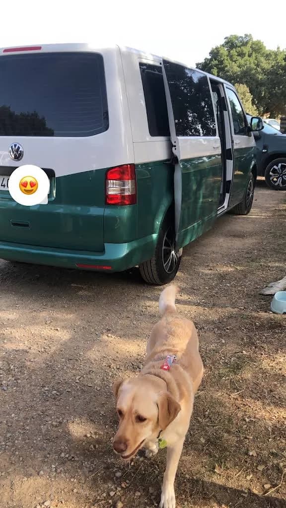 Furgoneta bicolor con un perro en primer plano